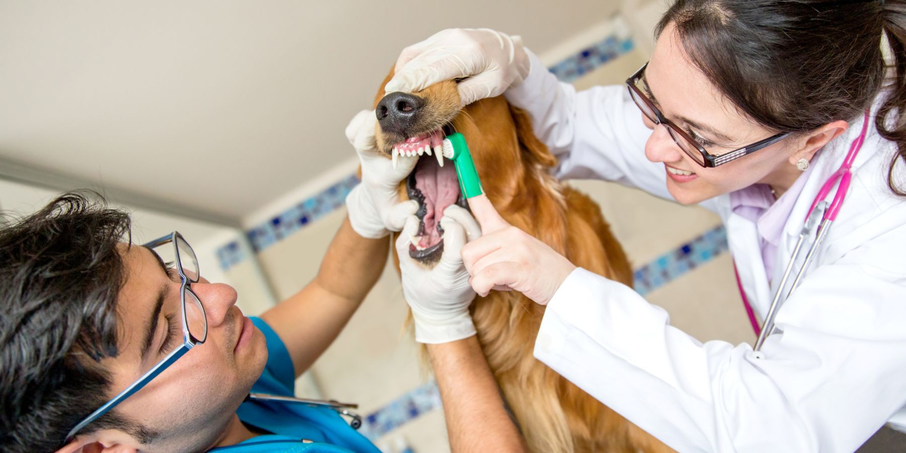 The Impact of Regular Professional Dental Cleanings for Dogs