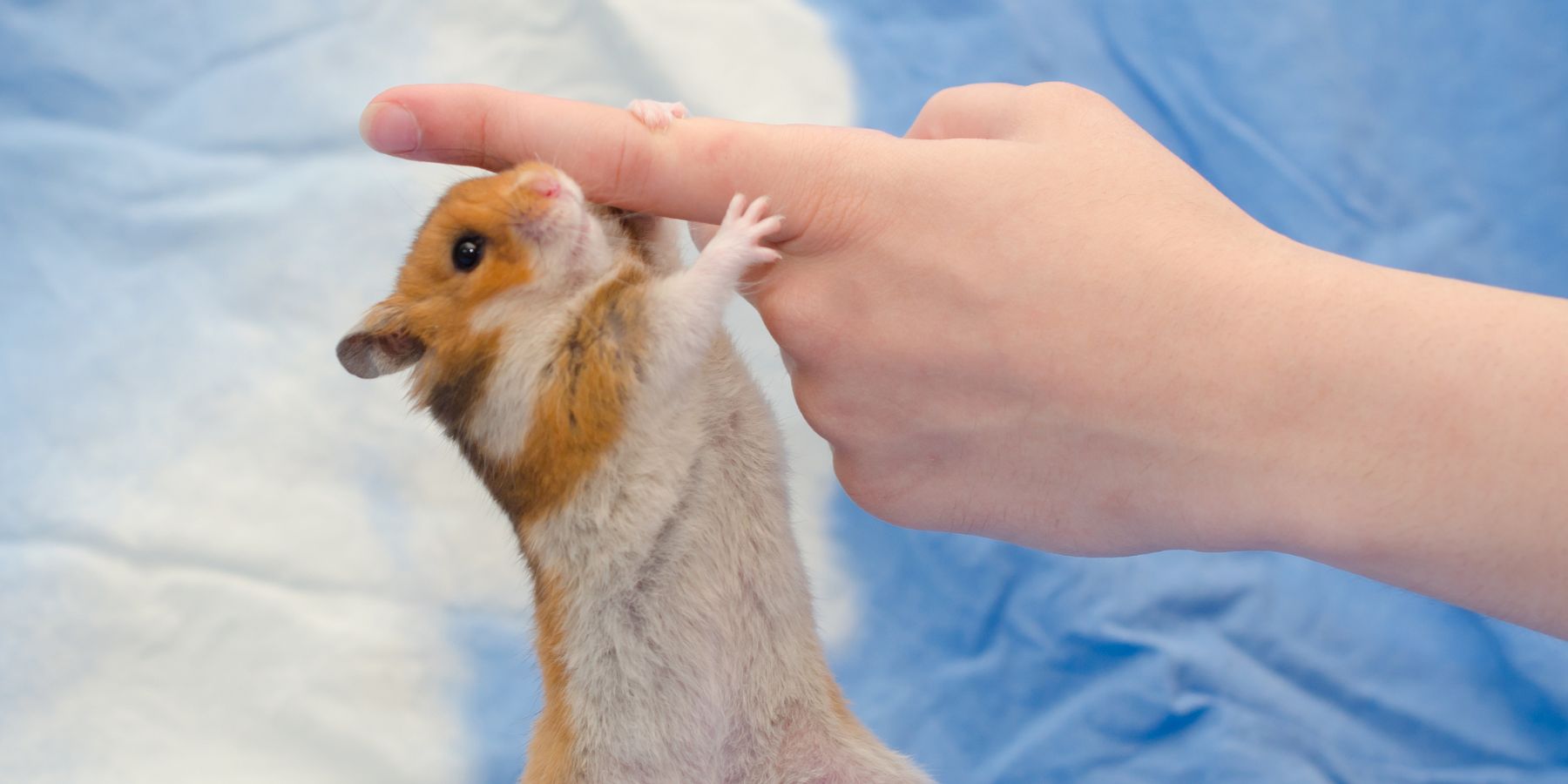 What Is The Most Common Illness In Hamsters?